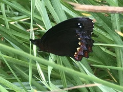 Gyrocheilus patrobas patrobas