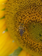 Svastra obliqua expurgata