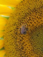 Svastra obliqua expurgata