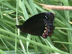 Gyrocheilus patrobas patrobas