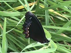 Gyrocheilus patrobas patrobas