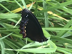 Gyrocheilus patrobas patrobas