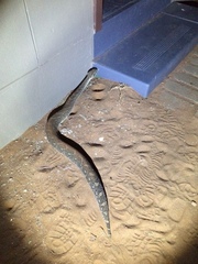 Bitis arietans arietans