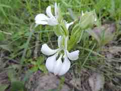 Habenaria perpulchra