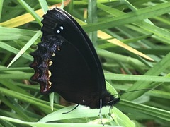 Gyrocheilus patrobas patrobas