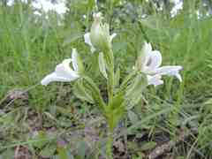 Habenaria perpulchra