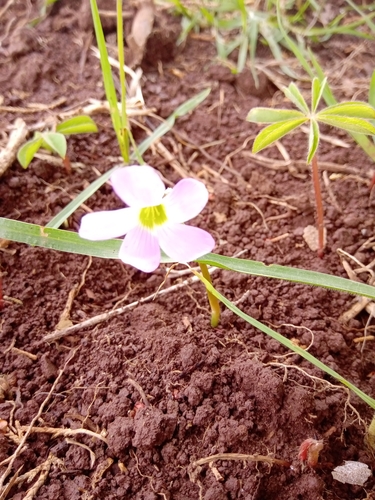 Image of Zephyranthes fosteri by (c) Jose Enrique, some rights reserved (CC BY)