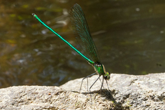 Calopteryx angustipennis