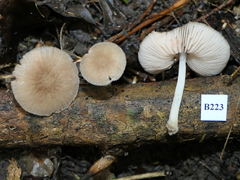 Pluteus minor
