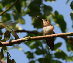 Selasphorus sasin sedentarius