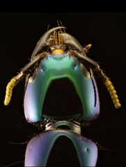 Eulissus