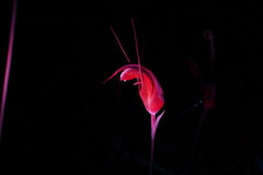 Pterostylis ophioglossa