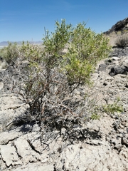 Rhinotropis acanthoclada