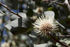 Hakea petiolaris
