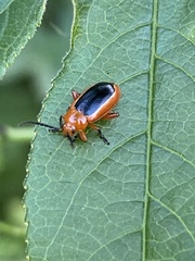 Disonycha discoidea