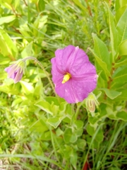 Lycianthes moziniana