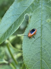 Disonycha discoidea