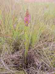 Disa aequiloba
