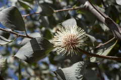 Hakea petiolaris