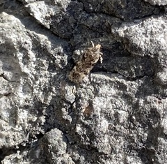 Lepidoptera