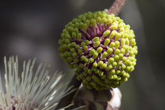 Hakea petiolaris