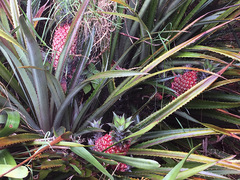 Ananas comosus bracteatus