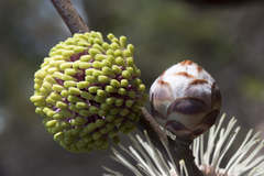 Hakea petiolaris
