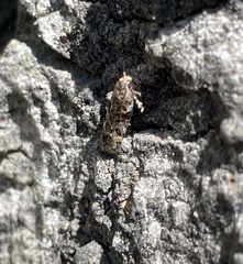 Lepidoptera