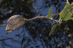 Hakea petiolaris
