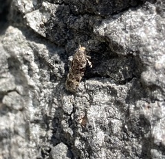 Lepidoptera