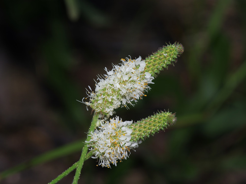 Image of Dalea phleoides by (c) Michelle W. （鍾偉瑋）, some rights reserved (CC BY)