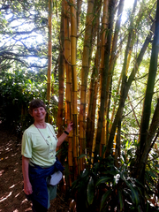 Dendrocalamus giganteus