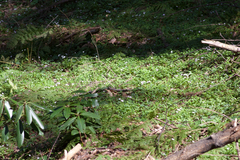 Houstonia serpyllifolia