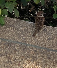 Passer montanus
