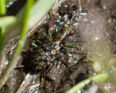 Elaphrus californicus