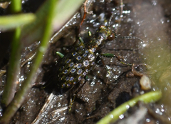 Elaphrus californicus