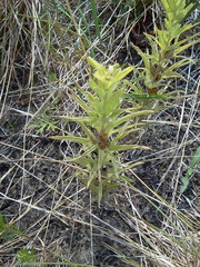 Castilleja sessiliflora