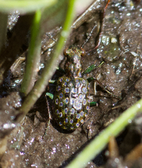 Elaphrus californicus