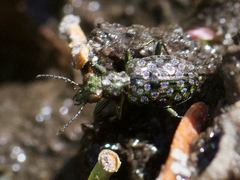 Elaphrus californicus