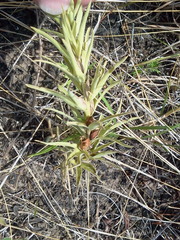 Castilleja sessiliflora