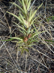 Castilleja sessiliflora