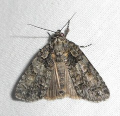 Acronicta ovata