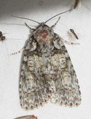 Acronicta ovata
