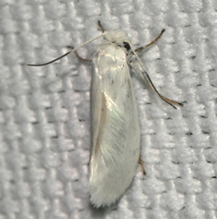 Prodoxus decipiens