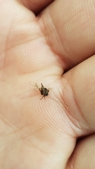 Aedes trivittatus