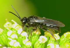 Argogorytes carbonarius