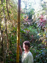 Dendrocalamus giganteus