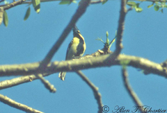 Machlolophus xanthogenys