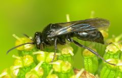 Argogorytes carbonarius