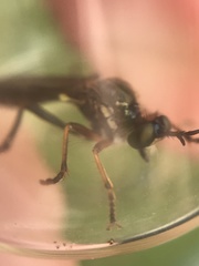 Dioctria rufipes